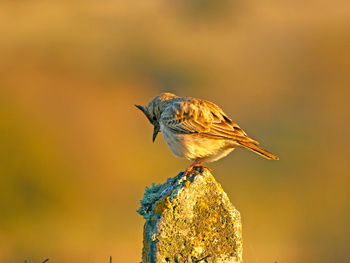 Close-up of bird perching on leaf