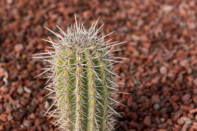 Close-up of succulent plant on field