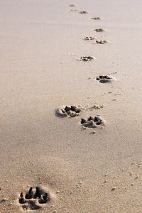 High angle view of footprints on wet sand at beach