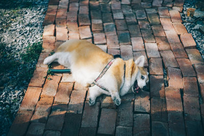 High angle view of dog lying down outdoors