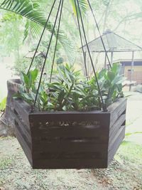 Close-up of potted plants in greenhouse