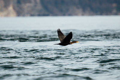 Bird flying over the sea