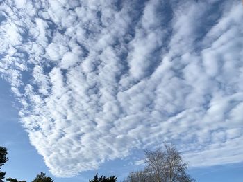 Low angle view of trees against sky
