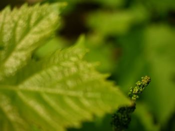 Close-up of green leaves