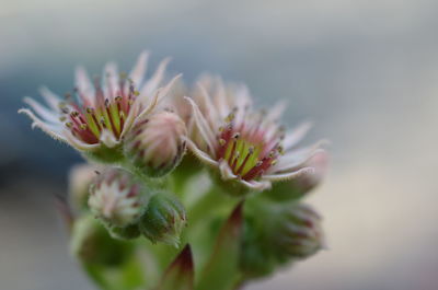 Close-up of flowering plant