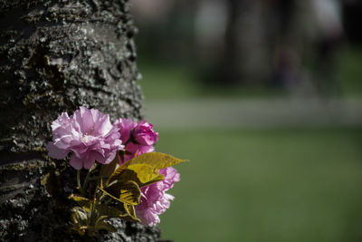 Close-up of pink flowering plant