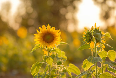 Close-up of yellow flowering plant on field