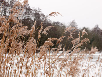 Close-up of plants against clear sky during winter