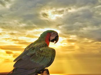 Close-up of parrot perching on branch against sky