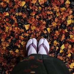 Low section of woman wearing socks and flip-flop on autumn leaves