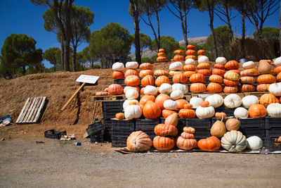 Stack of pumpkins in farm