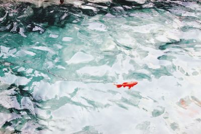 High angle view of koi fish in water