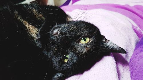 Close-up portrait of a cat