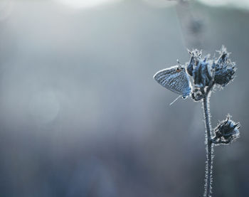 Close-up of butterfly on plant