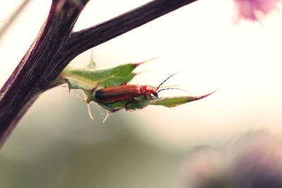 Close-up of insect on plant