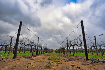 Scenic view of vineyard against sky