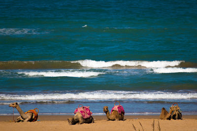 View of camels on beach