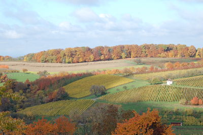 Scenic view of vineyard during autumn against sky