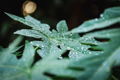 Close-up of raindrops on leaves during rainy season