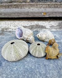 Close-up of seashell on rock