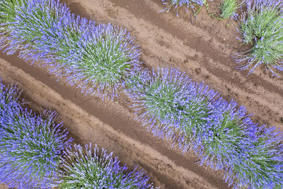 High angle view of purple flowering plants on land