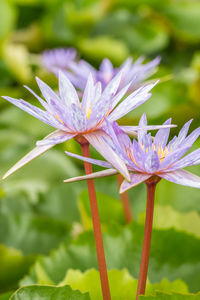 Close-up of purple flowering plant