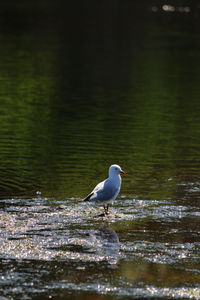 Bird perching on water