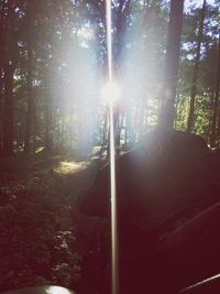 Sunlight streaming through trees in forest