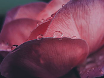 Close-up of raindrops on pink flower