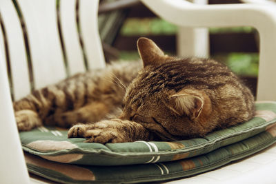 Close-up of cat sleeping in chair