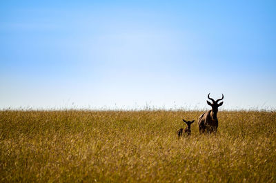 View of deer on field against sky