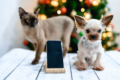 A small dog and a cat are sitting near a mobile phone. multicolored lights are burning behind them. 