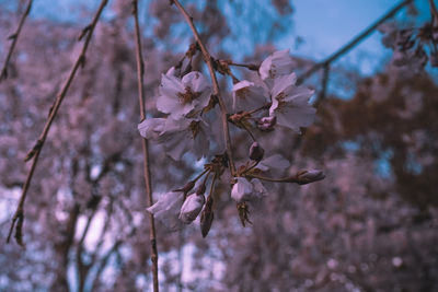 Close-up of pink cherry blossoms in spring