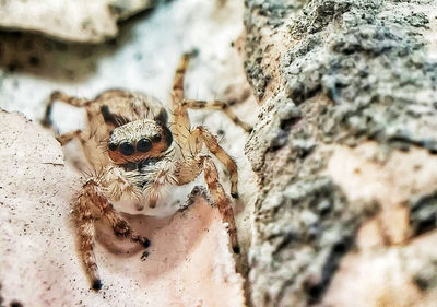 Close-up of plant against blurred background