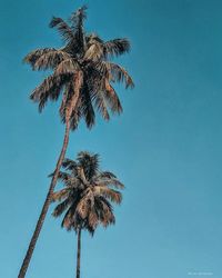 palm tree