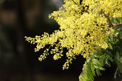 Close-up of yellow flowers