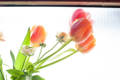 Close-up of red tulips blooming in garden