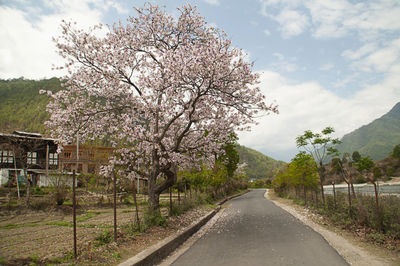 Cherry blossoms on road against sky