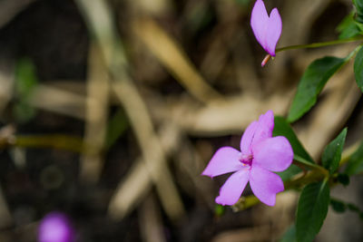 Close-up of purple flowers blooming outdoors