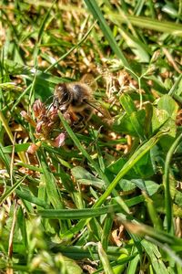 Close-up of bee on flower