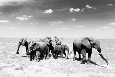Elephant walking in a row
