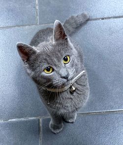 Close-up portrait of tabby cat