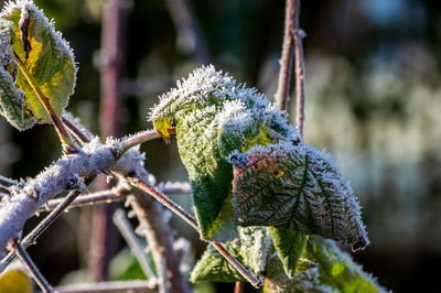 Close-up of frozen plant