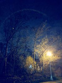 Illuminated trees in forest against sky at night
