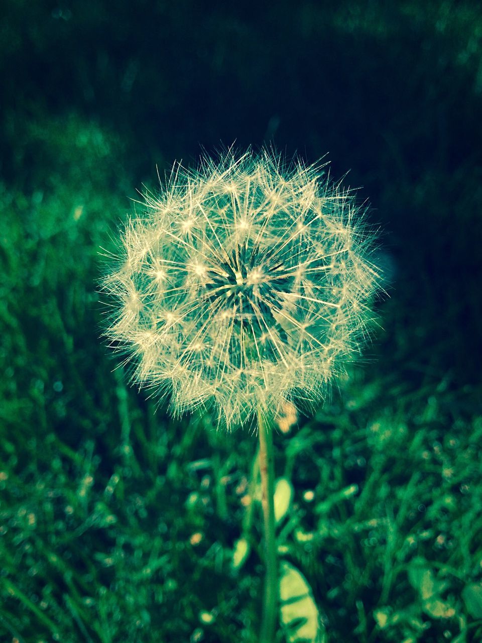 flower, dandelion, fragility, growth, freshness, flower head, close-up, beauty in nature, focus on foreground, nature, single flower, wildflower, plant, uncultivated, softness, selective focus, stem, dandelion seed, in bloom, blooming