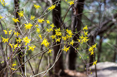 Close-up of yellow branch