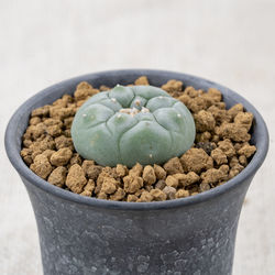 Close-up of food in bowl on table