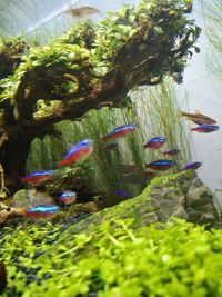 Close-up of fish swimming in water