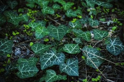 High angle view of plants