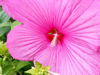 Close-up of pink hibiscus blooming outdoors